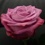 Moody Blues Roses Parfumee d'Equateur Ethiflora